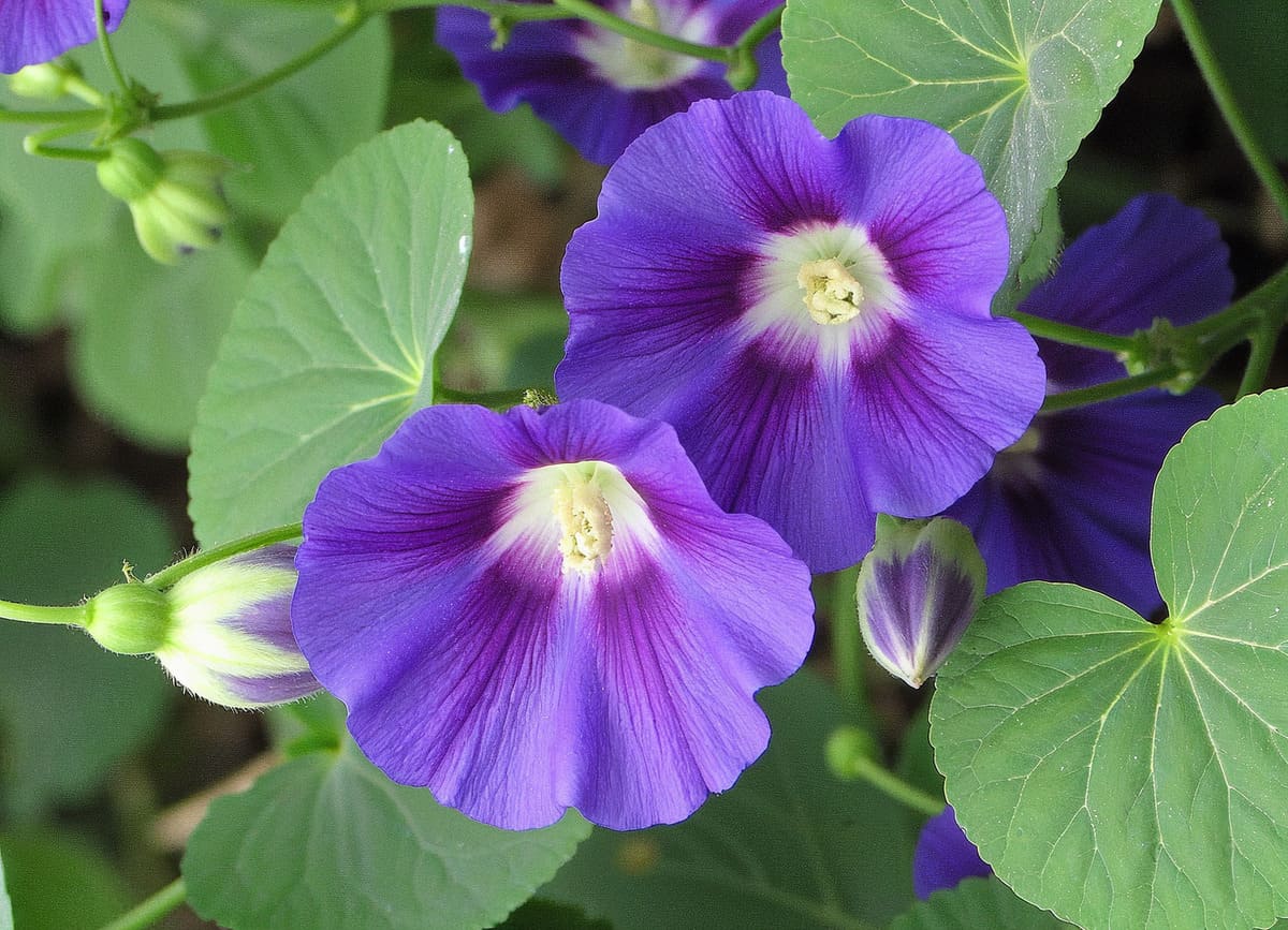 violetas em casa