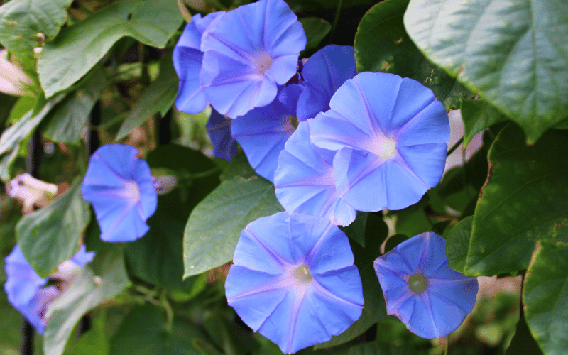 cultivo de violetas