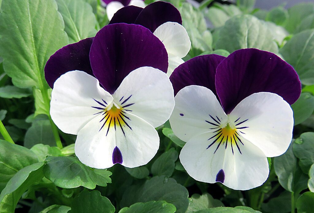 como cuidar de violetas