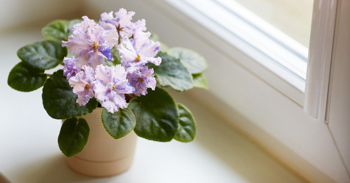 Explorando a Colônia Espiritual São Sebastião: Detalhes de Violetas na Janela