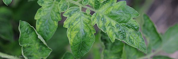 vírus do mosaico em tomateiro