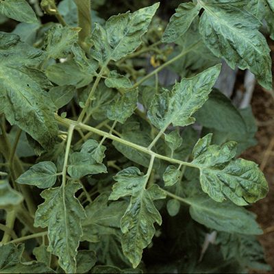 A importância da higiene no controle de viroses em hortaliças