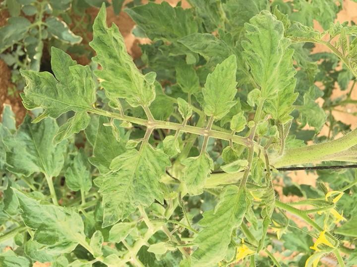 Guia completo de prevenção do ToMV