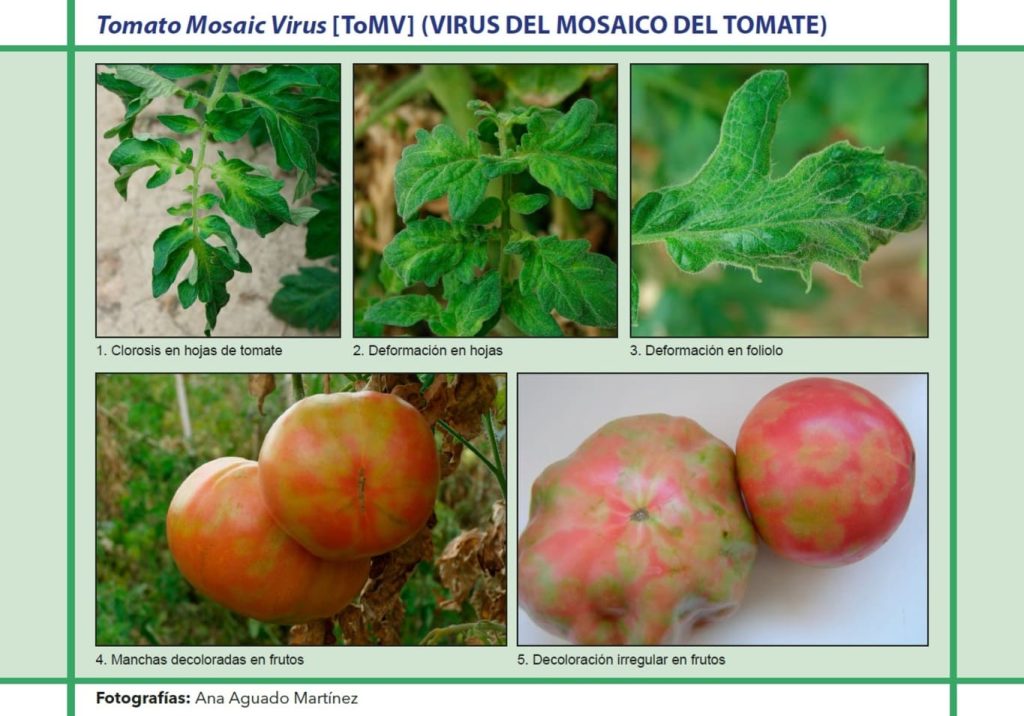 vírus do mosaico em tomateiro
