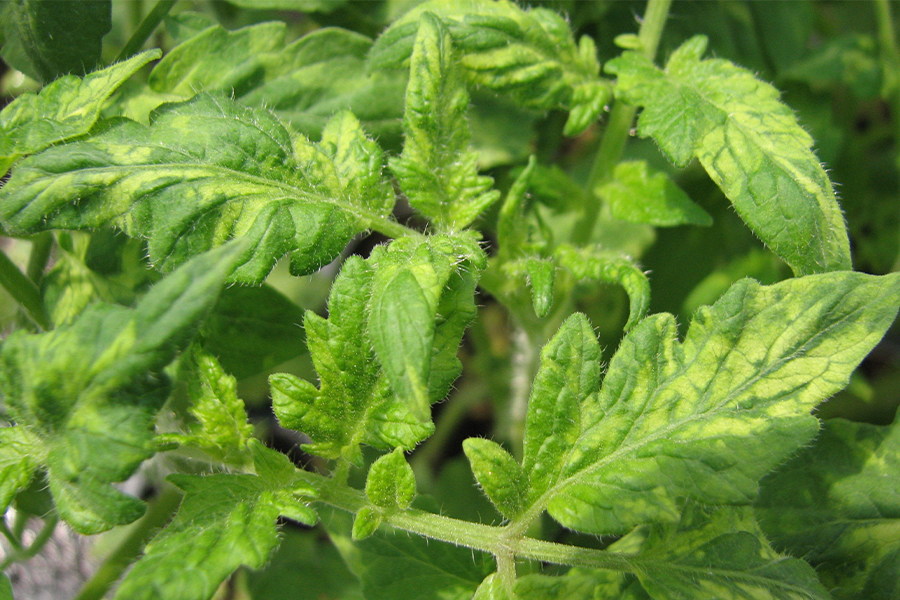 Como identificar o vírus do mosaico em tomateiros