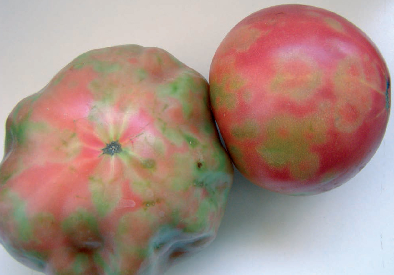 Guia completo de prevenção do ToMV