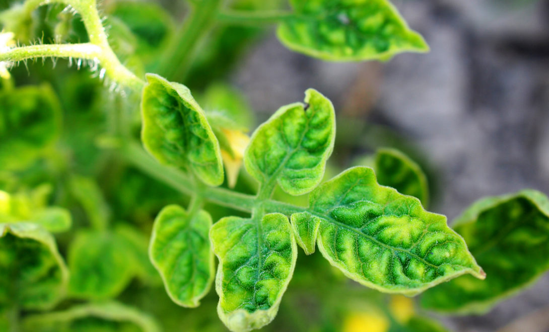 5 cultivares de tomate com resistência ao vírus do mosaico