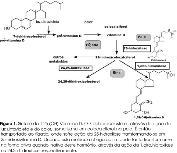 vitamina d é um hormônio lista de benefícios