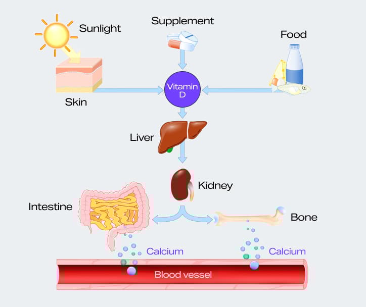 5 ideias de títulos:
1. Vitamina D: O Guia Completo para Aproveitar o Sol com Segurança
2. Os Benefícios Essenciais da Vitamina D para a Sua Saúde
3. Exposição Solar e Vitamina D: Encontrando o Equilíbrio Perfeito
4. Cuidados e Contraindicações: Tudo Sobre a Vitamina D e o Sol
5. Vitamina D: Além do Sol - Fontes Alimentares e Suplementação