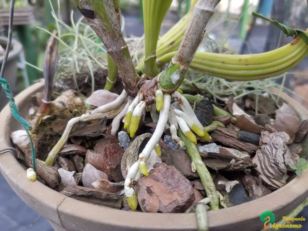 melhores vitaminas para orquídeas ficarem bonitas