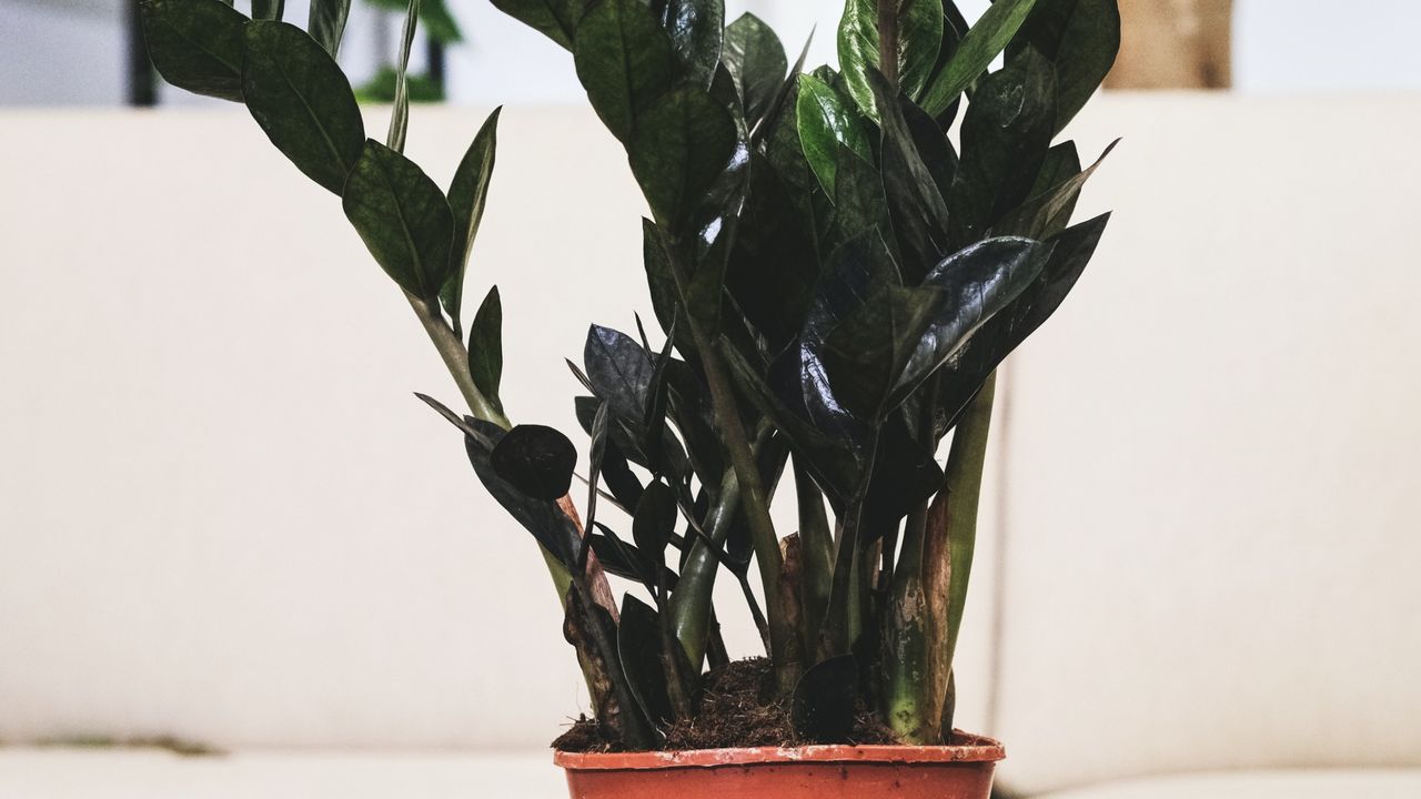 Como fazer muda de Zamioculca