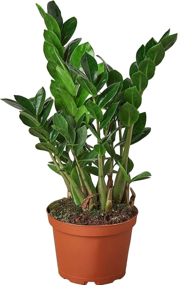 zamioculca a planta imortal