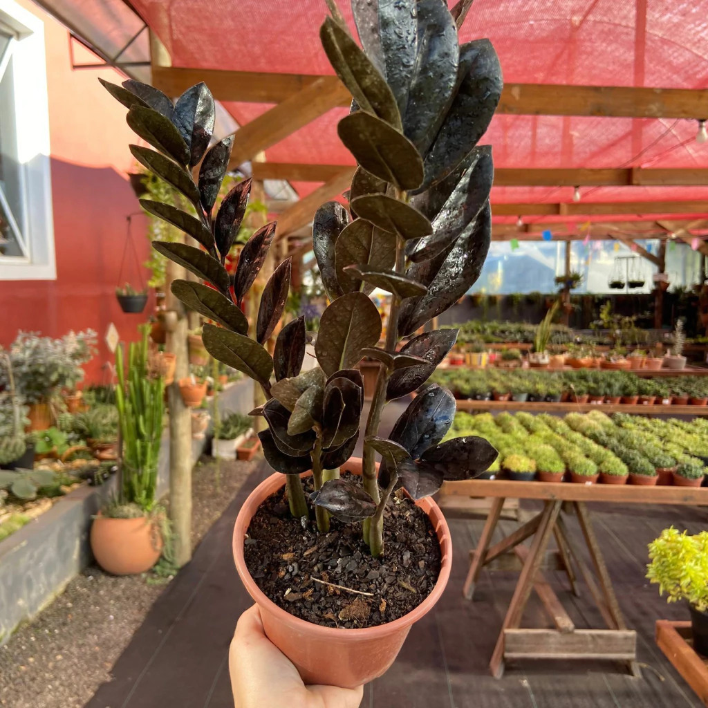 Zamioculca Black Queen