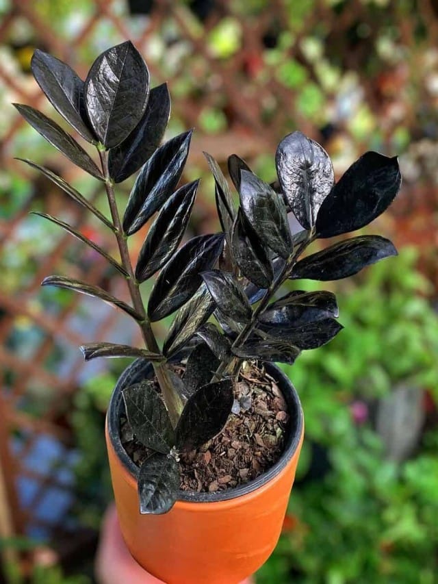 Zamioculca Black ZZ Plant