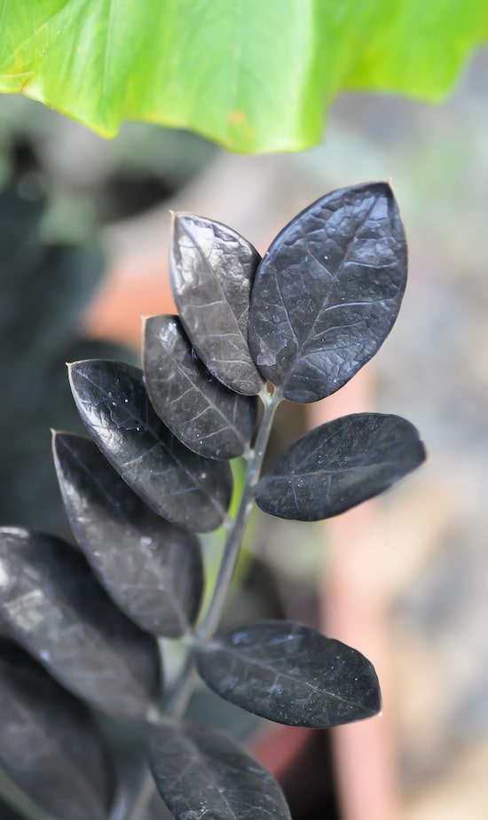 Zamioculca Black
