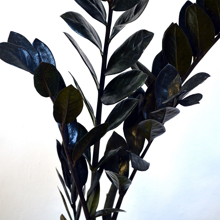 Zamioculca Black Queen