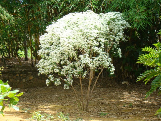 Chuva de Prata